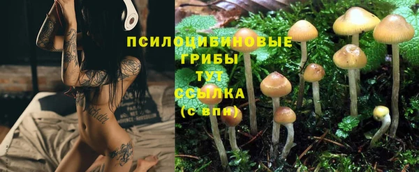 индика Богородицк